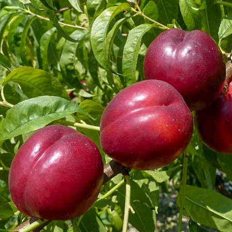 саженцы нектарина