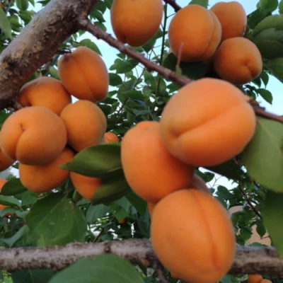 Абрикос ГОЛД РИЧ в Уфе