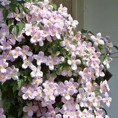 Клематис ГОРНЫЙ в Уфе