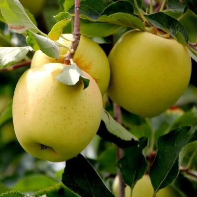 Яблоня ГОЛДЕН ВЛАДИМИРСКИЙ в Уфе