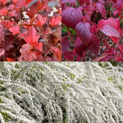 Комплект ЖИВАЯ ИЗГОРОДЬ в Уфе
