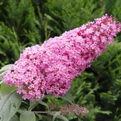 Буддлея давида ПИНК ДЕЛАЙТ в Уфе