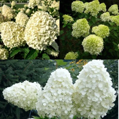 Комплект НЕЖНЫЙ КАПУЧИНО в Уфе