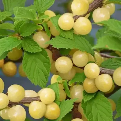 Вишня СНЕВИТ войлочная в Уфе