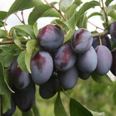 Слива РЕНКЛОД в Уфе