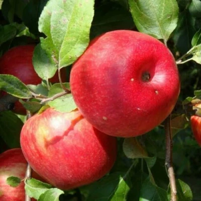 Яблоня ВАЛЕРИЯ в Уфе