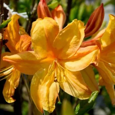 Азалия ГОЛДЕН ЛАЙТС листопадная в Уфе