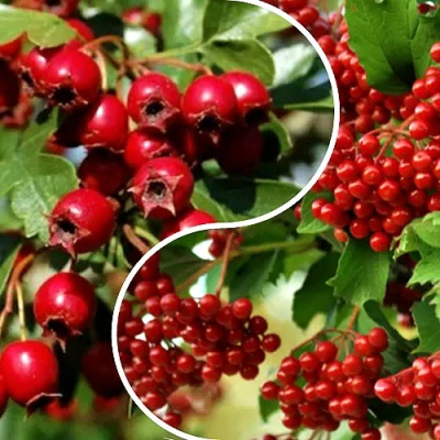 Комплект БУДЬ ЗДОРОВ в Уфе