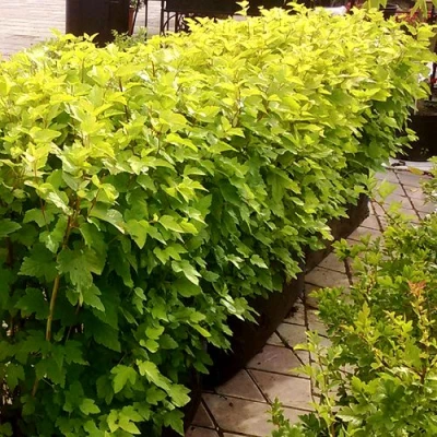 Комплект АНГЕЛ ГОЛД в Уфе