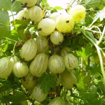 Крыжовник ИНВИКТА в Уфе