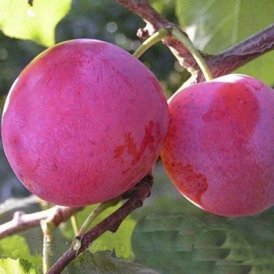 Слива ДЕЛИКАТНАЯ в Уфе