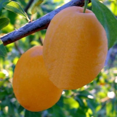 Слива НАТАША в Уфе