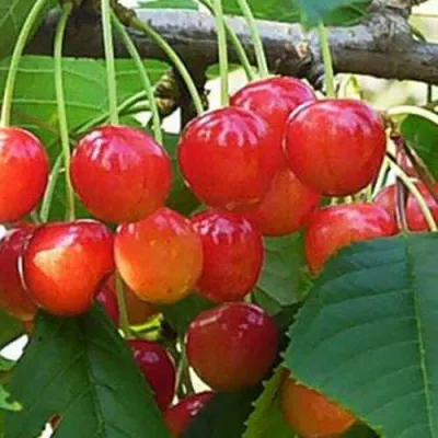 Черешня ДОНЧАНКА в Уфе