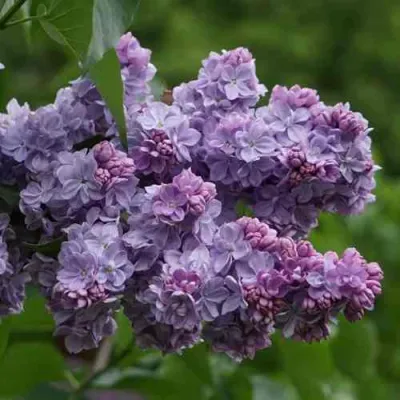 Сирень КАТЕРИНА ХАВЕМЕЙЕР в Уфе