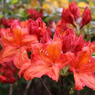 Азалия ЛИЛИНШТЕЙН японская в Уфе