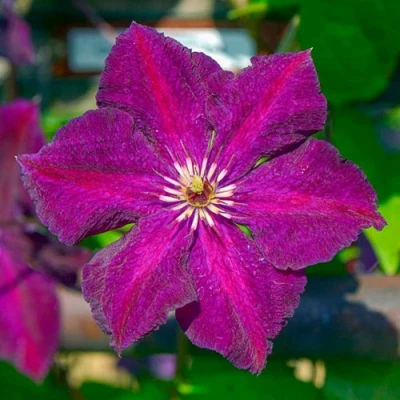 Клематис ГРЮНВАЛЬД в Уфе