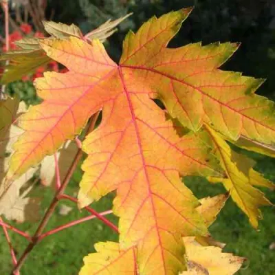 Клен серебристый в Уфе