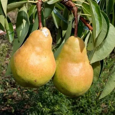 Груша ДЮШЕС ЛЕТНИЙ в Уфе