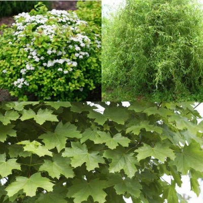 Комплект ЗЕЛЕНЫЙ ОАЗИС в Уфе