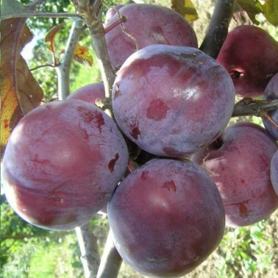 Слива ЛАМА в Уфе