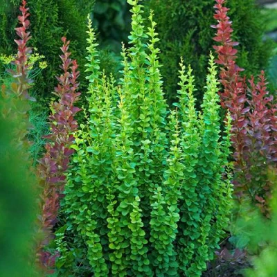 Барбарис ЭРЕКТА тунберга в Уфе