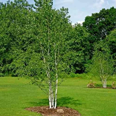 Береза бумажная в Уфе