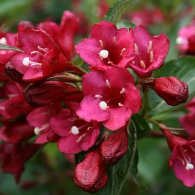 Вейгела ЕВА РАТКЕ в Уфе