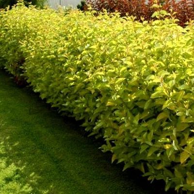 Комплект ДАРТС ГОЛД в Уфе