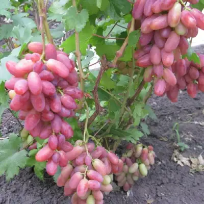 Виноград ЮЛИАН в Уфе