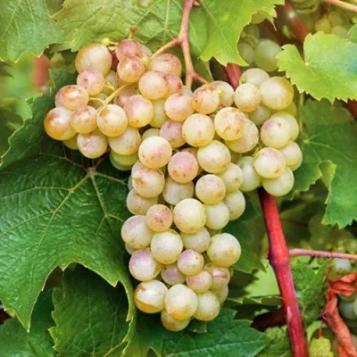 Виноград КРИСТАЛЛ в Уфе