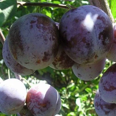 Слива РЕНКЛОД ХАРИТОНОВОЙ в Уфе