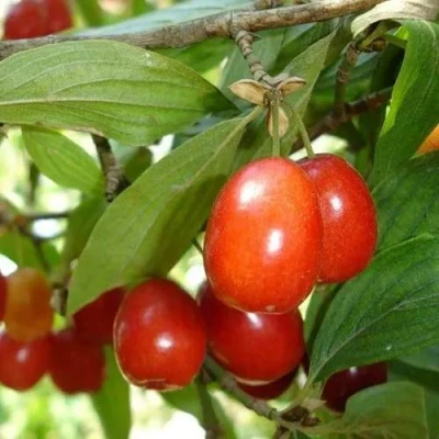 Кизил КОРАЛЛОВЫЙ МАРКА в Уфе