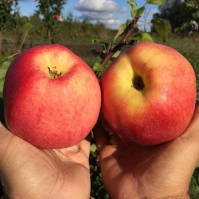 Яблоня КОВРОВОЕ стелющаяся в Уфе