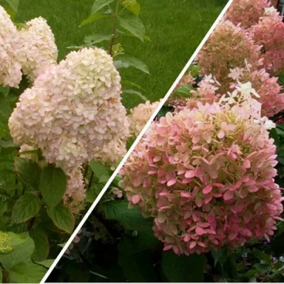 Комплект НЕЖНЫЕ ЧУВСТВА в Уфе