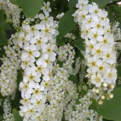 Черемуха САМОПЛОДНАЯ в Уфе