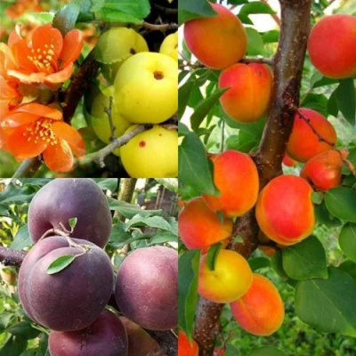 Комплект САД ДЛЯ ГУРМАНА в Уфе