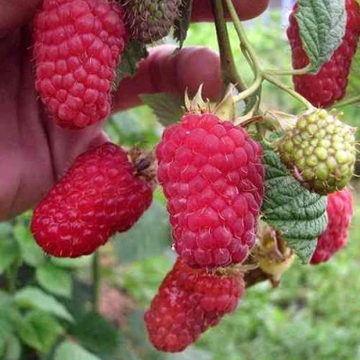 Малина МАРОСЕЙКА в Уфе
