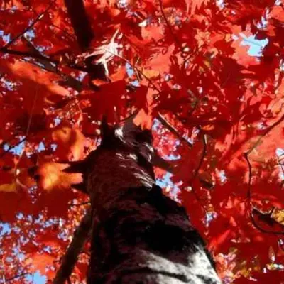 Дуб красный  в Уфе