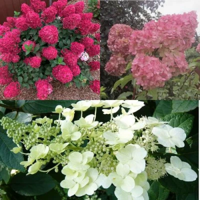 Комплект САД ЭМОЦИЙ в Уфе