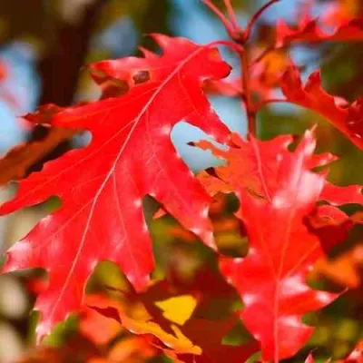 Дуб красный  в Уфе