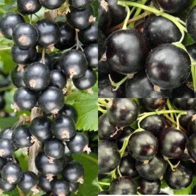 Комплект ЧЕРНАЯ СИЛА в Уфе