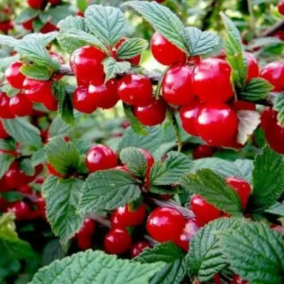 Вишня ВОСТОРГ войлочная в Уфе