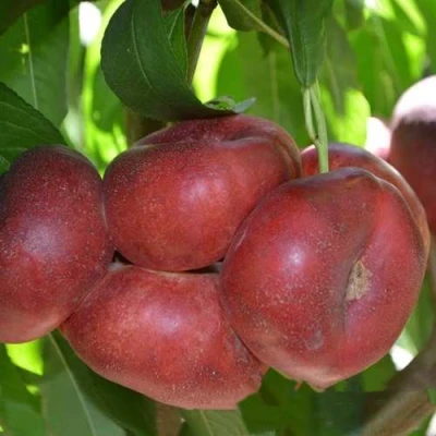 саженцы нектарина