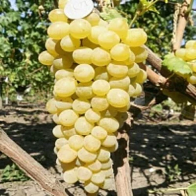 Виноград КИШМИШ ЗОЛОТЦЕ в Уфе