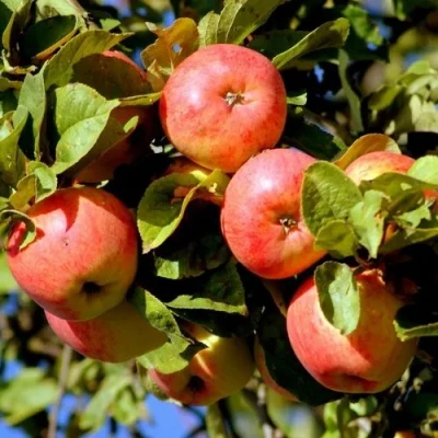 Яблоня ЯБЛОЧНЫЙ СПАС в Уфе