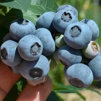 Голубика СИЕРРА в Уфе