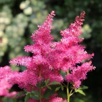 Астильба САННИ ДЕЙ гибридная в Уфе