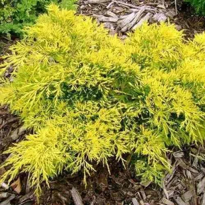 Можжевельник КИНГ ОФ СПРИНГ средний в Уфе