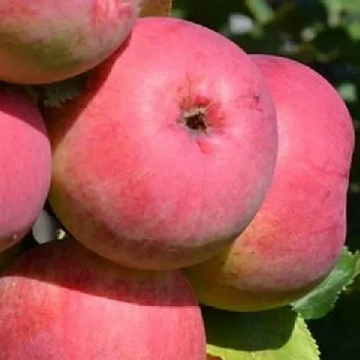 Яблоня ВЭМ-РОЗОВЫЙ в Уфе