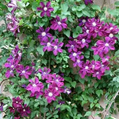 Клематис ГЕРОИ ВАРШАВЫ в Уфе